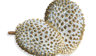 美味冷冻榴莲：完美的异国风味