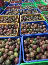 Nghiep xuan 冷凍パッションフルーツパルプ