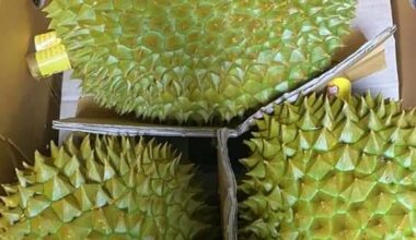Nghiep Xuan Premium Monthoong Durian