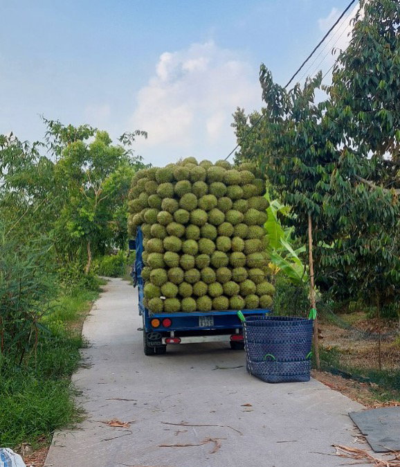 RI6 Durian Season 2026 : Nghiep Xuan prêt pour une récolte abondante et un approvisionnement mondial