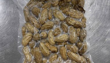 Frozen Blanched Peanuts